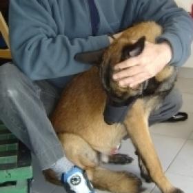 CHIRO ANIMALE CANINE