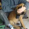 CHIRO ANIMALE CANINE